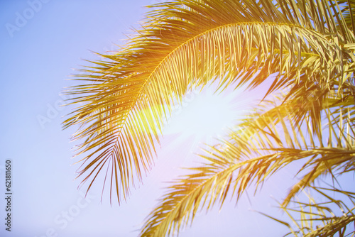 Palm trees against blue sky  Tropical coastline palm trees  vintage toned and stylized  coconut tree  summer tree  retro
