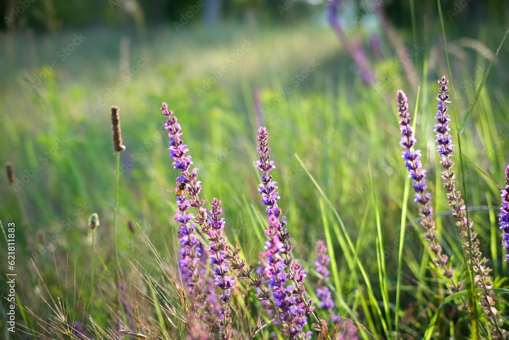 Scenic nature summer background of wild meadow flowers and grass at evening. Scenic nature summer background of wild meadow flowers and grass at evening.