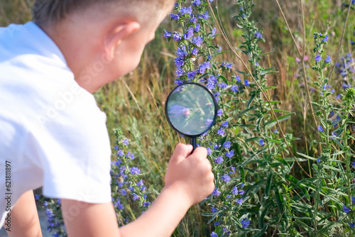 The child examines blue flowers through a magnifying glass - common eryngium. A little boy looks through a magnifying glass medicinal plant Echium vulgare.