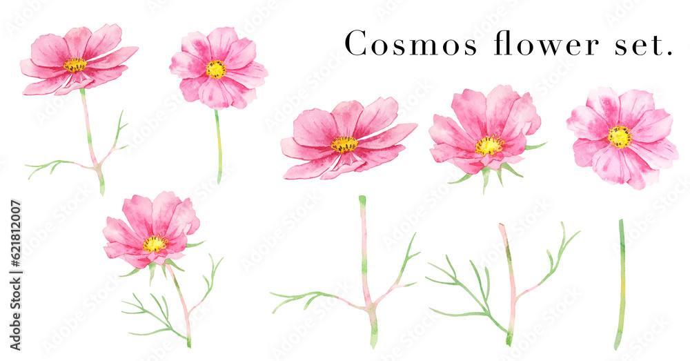 赤いコスモスの花の素材水彩イラスト
赤いコスモスの花の素材水彩イラスト