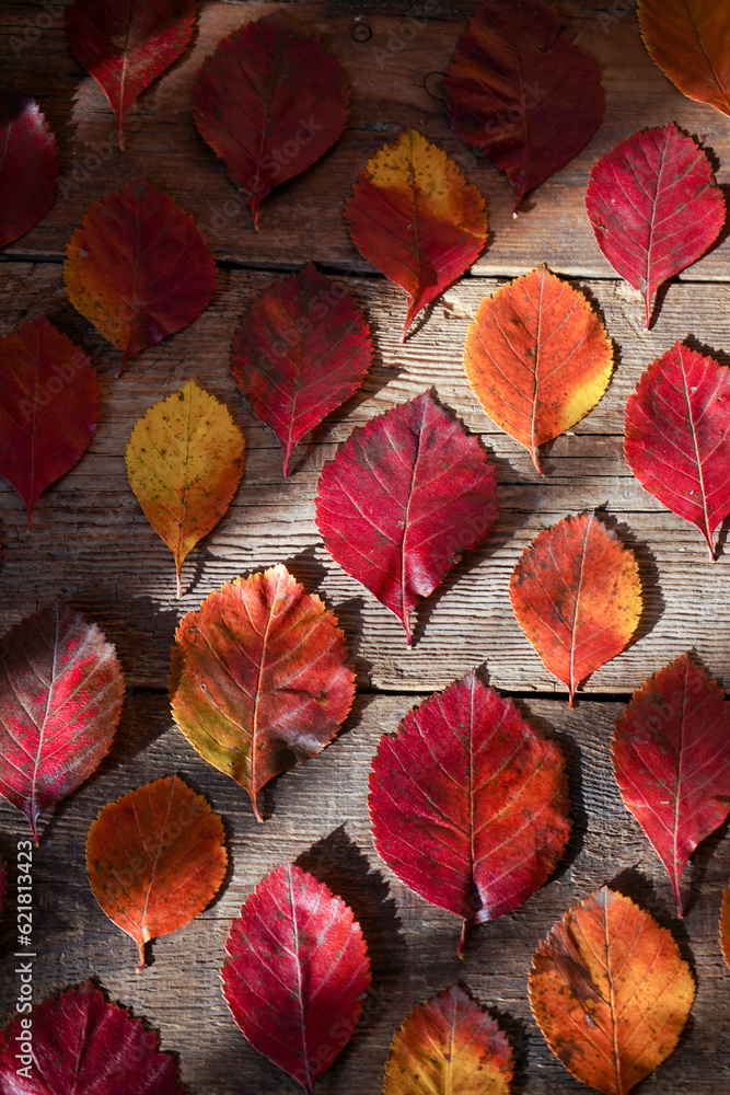 Autumn background. Red, orange leaves from trees on a wooden background. Alder leaf.