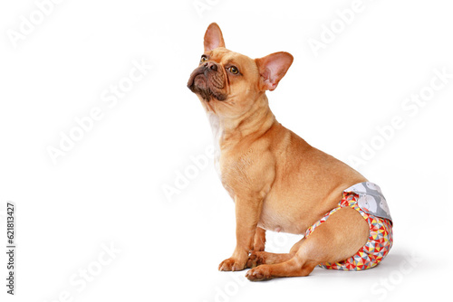 French Bulldog dog wearing fabric period diaper pants for protection on white background © Firn