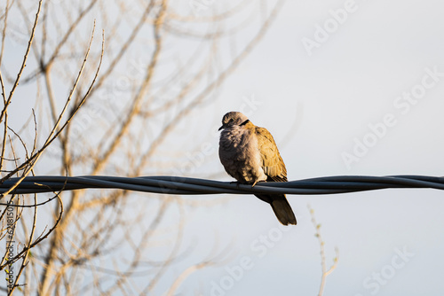bird on a branch