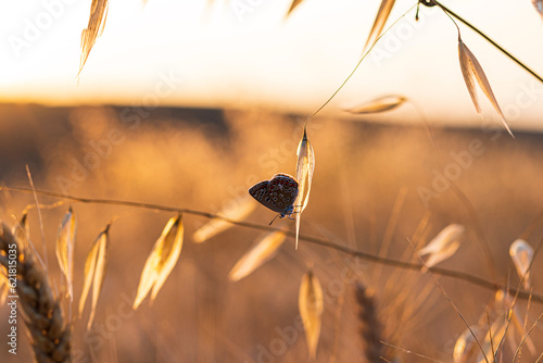 sunset in the grass
