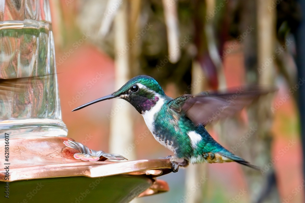 Fototapeta premium A male White-bellied Woodstar hummingbird (Chaetocercus mulsant), at a garden feeder, near Bogota, Colombia.