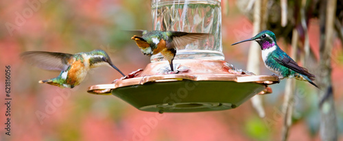 A male and two female White-bellied Woodstar hummingbirds (Chaetocercus mulsant), at a garden feeder, near Bogota, Colombia. photo