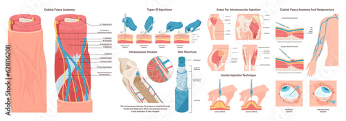 Injection sites set. Medicine injection sites on the human body.