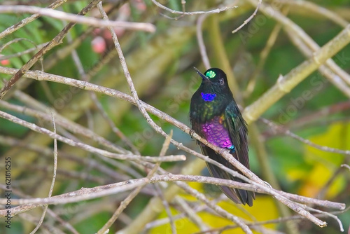 A male Blue-throated Starfrontlet hummingbird perched in a bush, near Bogota, Colombia. photo