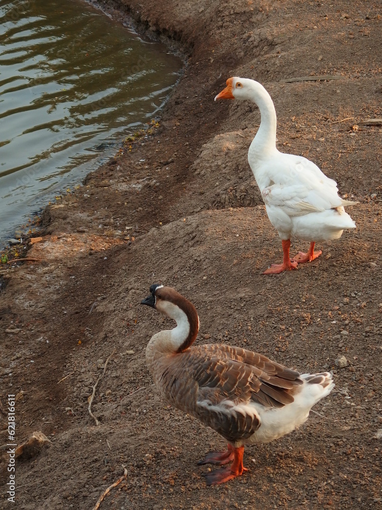 Fototapeta premium goose on the water