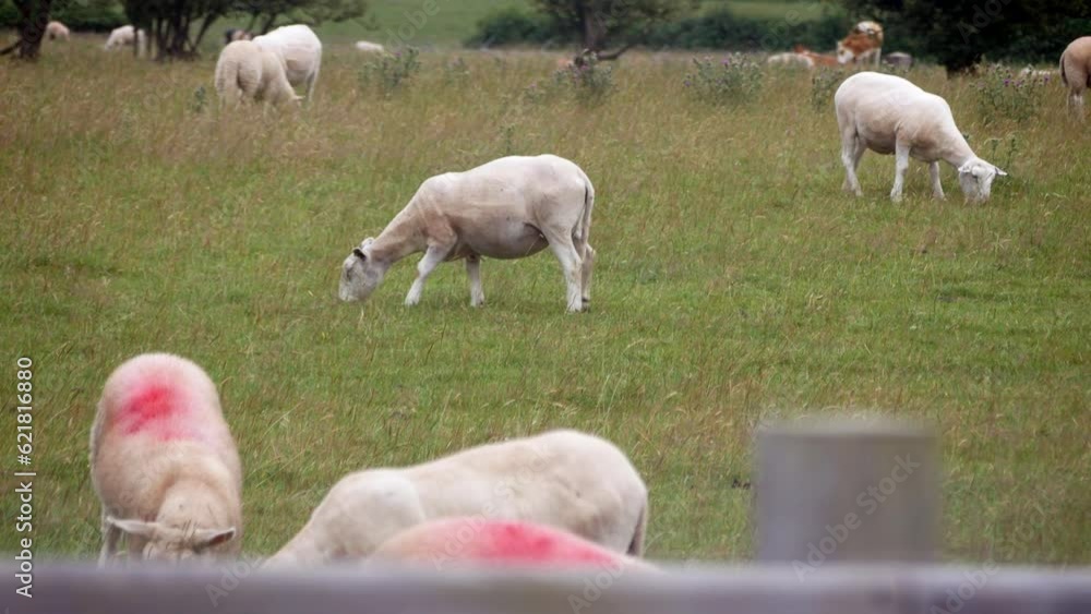 Red marked flock of sheep freshly clipped grazing on Welsh grassy farmland paasture Red marked flock of sheep freshly clipped grazing on Welsh grassy farmland paasture