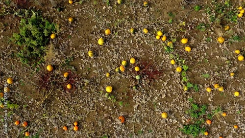 Aerial view of a squash and pumpkin field with several cucurbits flying down with drone for halloween in autumn photo