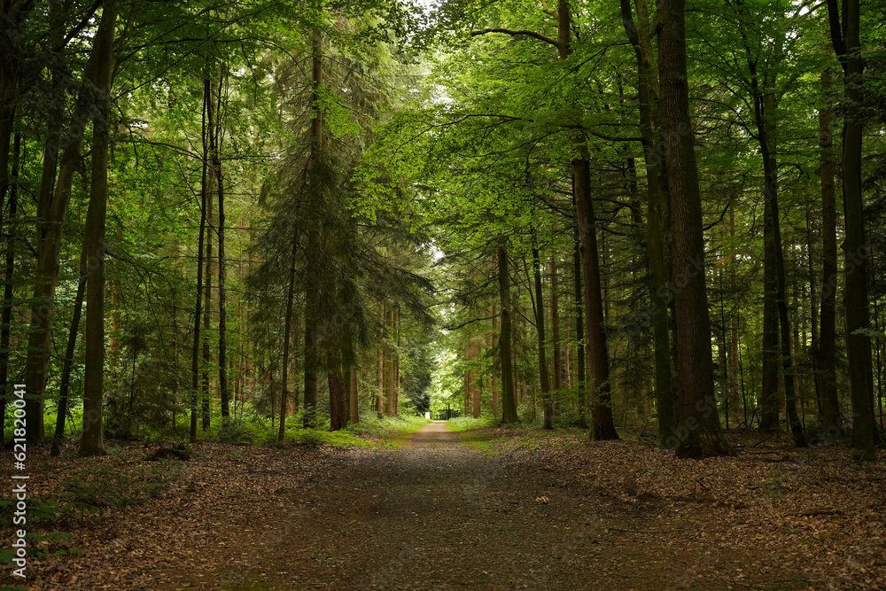 Trail in the forest. Scenery with path in dreamy forest. Nature background. Trail in the forest. Scenery with path in dreamy forest. Nature background.