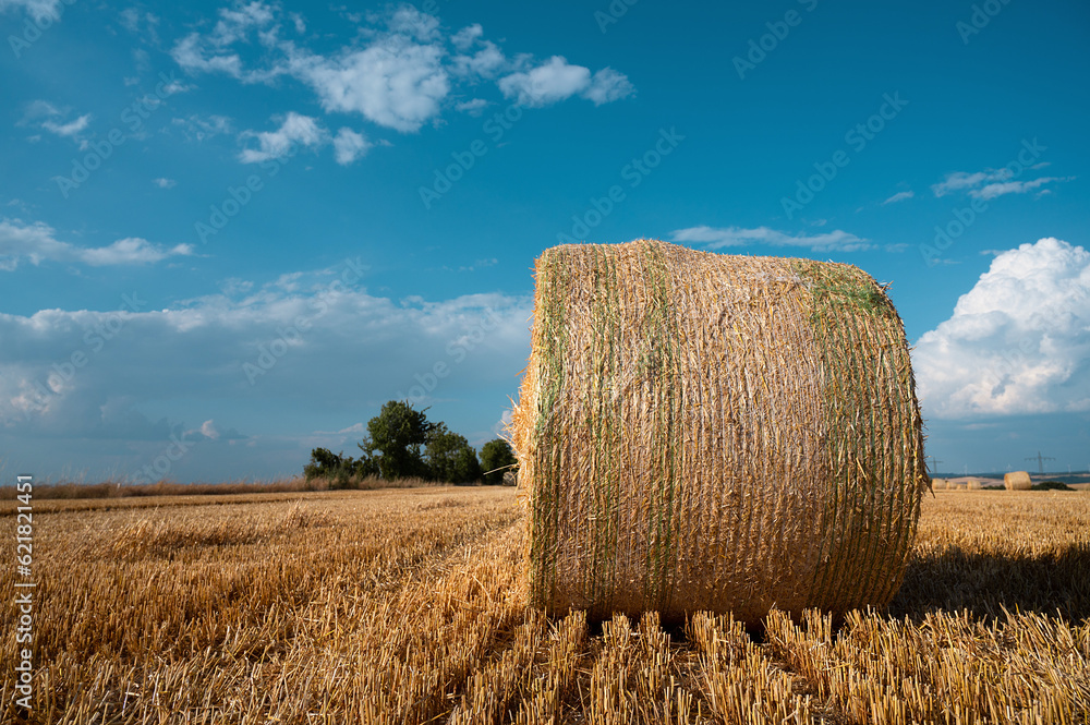 Straw bale on the field, cultivated barley, harvest in the summer, agriculture for food, farmland on the countryside