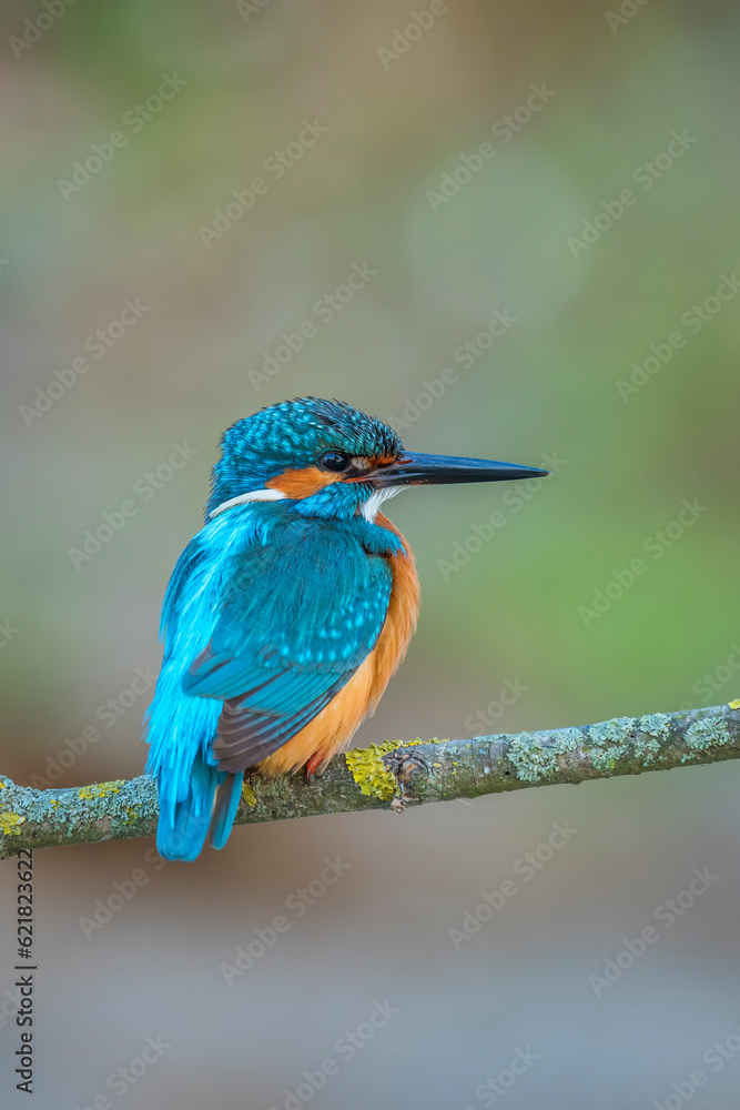 Obraz premium Common kingfisher (Alcedo atthis) in the wild