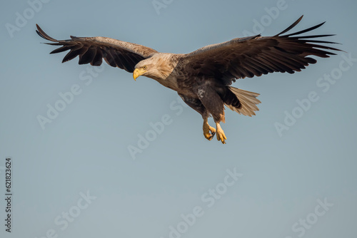 White-tailed eagle  Haliaeetus albicilla  in the wild