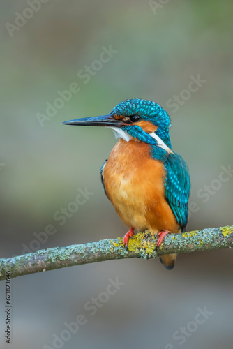 Common kingfisher (Alcedo atthis) in the wild
