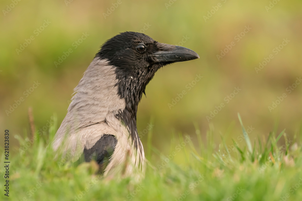 Hooded crow (Corvus cornix) in the wild Hooded crow (Corvus cornix) in the wild