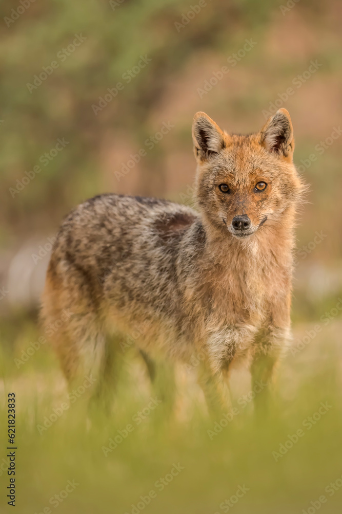 Fototapeta premium Canis aureus (Golden jackal) in the wild