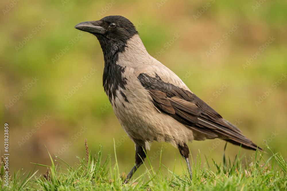 Hooded crow (Corvus cornix) in the wild Hooded crow (Corvus cornix) in the wild