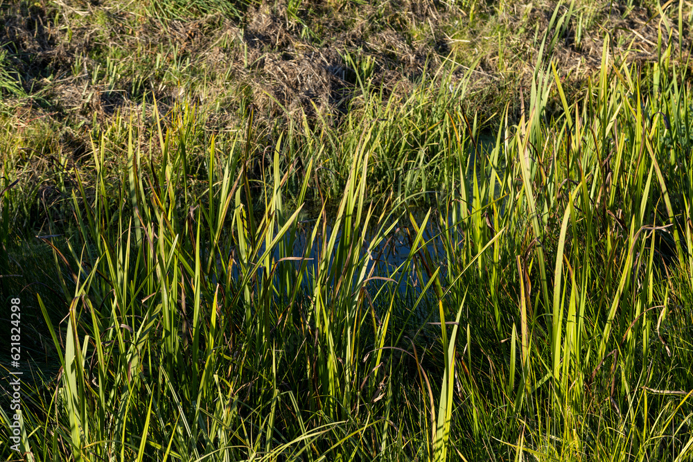 Fototapeta premium A small ditch with reeds and other plants
