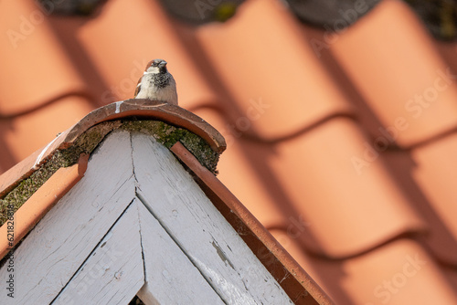 Male house sparrow sitting atop a dormer window in the afternoon sun