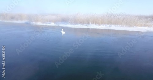Swans wintering in Black Water Lake, Hovd Province, Mongolia, Asia photo