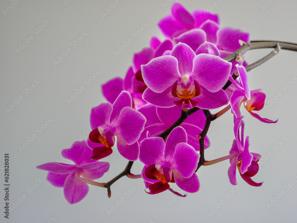 Naklejka premium violet phalaenolopsis, orchid with beautiful flowers