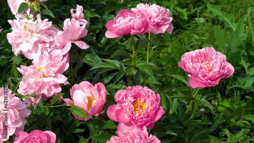 Peony bush blooms with pink flowers in summer in the garden Peony bush blooms with pink flowers in summer in the garden