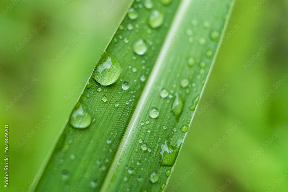 Clear raindrops on the green grass after the rain in the daytime. Photo for wallpaper and background. Nature photo looks nice and refreshing. Clear raindrops on the green grass after the rain in the daytime. Photo for wallpaper and background. Nature photo looks nice and refreshing.