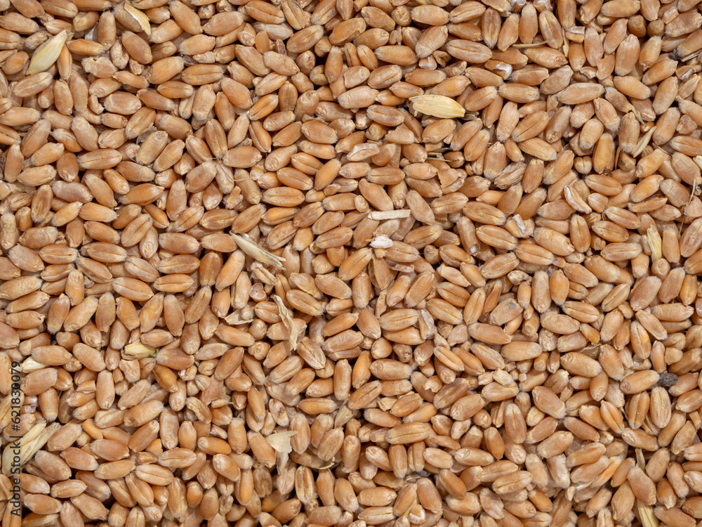 Ripe grains of wheat background. Wheat seed. Grain of wheat top view Ripe grains of wheat background. Wheat seed. Grain of wheat top view