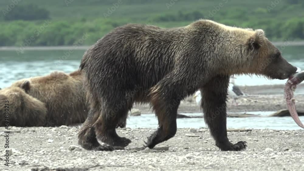 Video slow motion brown bear (Ursus arctos) hunting salmon, Lake Kuril in Kamchatka, Russia, Europe Video slow motion brown bear (Ursus arctos) hunting salmon, Lake Kuril in Kamchatka, Russia, Europe
