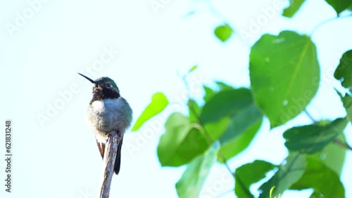 Cinematic hummingbird ruby throated rufous beautiful early morning Aspen tree branch in Colorado USA Evergreen Vail Aspen nature searching for nector food telephoto zoom close up follow pan photo