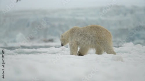 Video Polar Bear (Ursus maritimus) Polar Bear, Svalbard, Norwegian Arctic, Norway, Europe photo