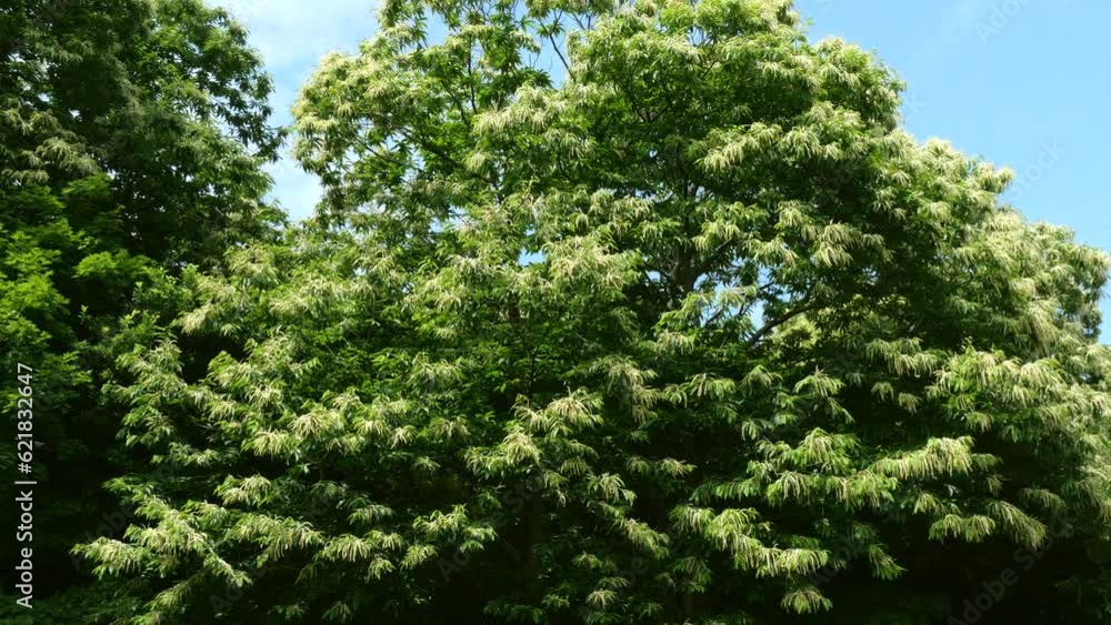 花が咲いた大きい栗の木 花が咲いた大きい栗の木