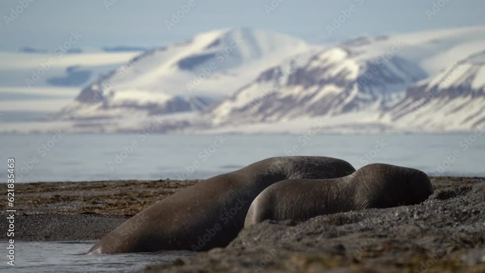 Video Walrus (Odobenus rosmarus) female with calf Svalbard, Norwegian Arctic, Norway, Europe Video Walrus (Odobenus rosmarus) female with calf Svalbard, Norwegian Arctic, Norway, Europe