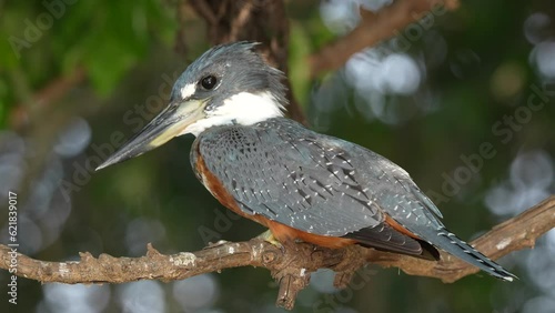 Video ringed kingfisher (Megaceryle torquata), on branch, Pantanal, Mato Grosso, Brazil, South America photo