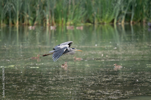 Grey Heron, Ardea cinerea flying over a lake