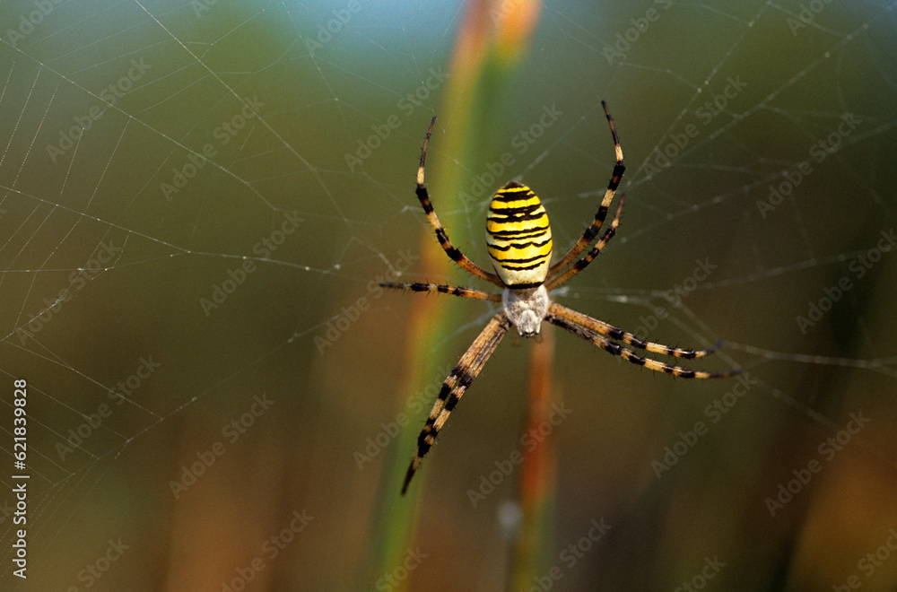 Araignée , Argiope fasciée , Argiope bruennichi Araignée , Argiope fasciée , Argiope bruennichi