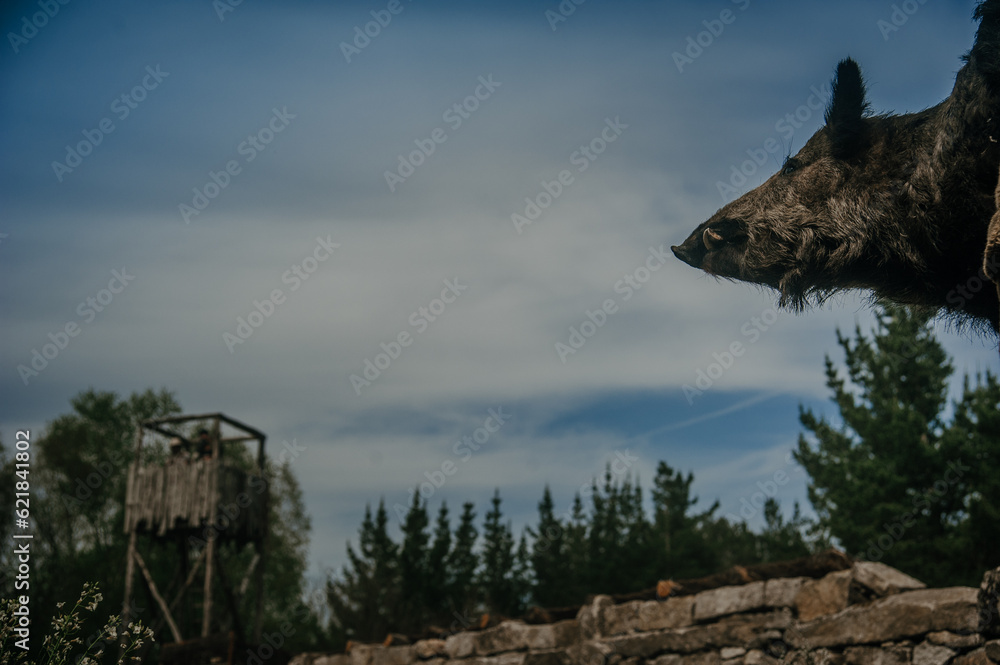 Fototapeta premium A mounted wild boar head displayed in a Roman camp, with a distant archer tower creating a blurred background.