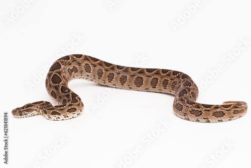 Russel`s Viper snake or Eastern Russel’s Viper Daboia siamensis isolated on white background