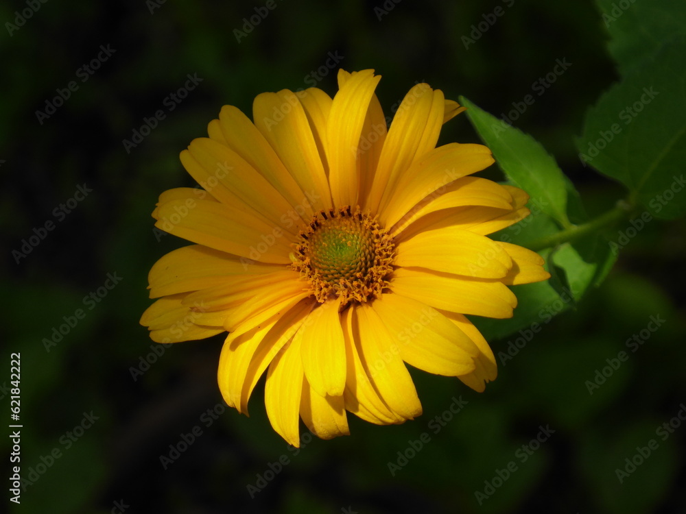 close-up photography of a yellow flower close-up photography of a yellow flower