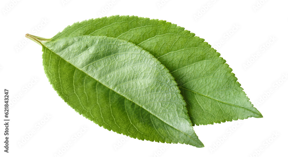 Obraz premium Fresh green leaves cut out