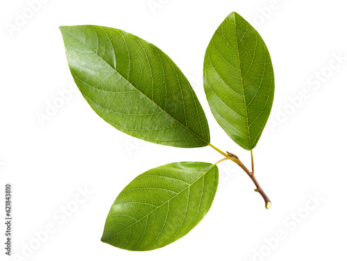 Fresh green leaves cut out