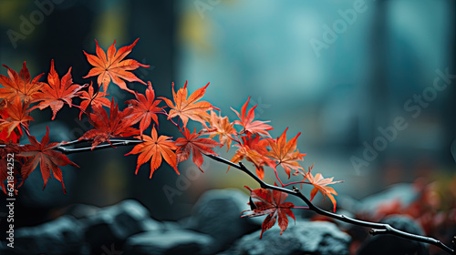 Color maple leaf red autumn tree copy space