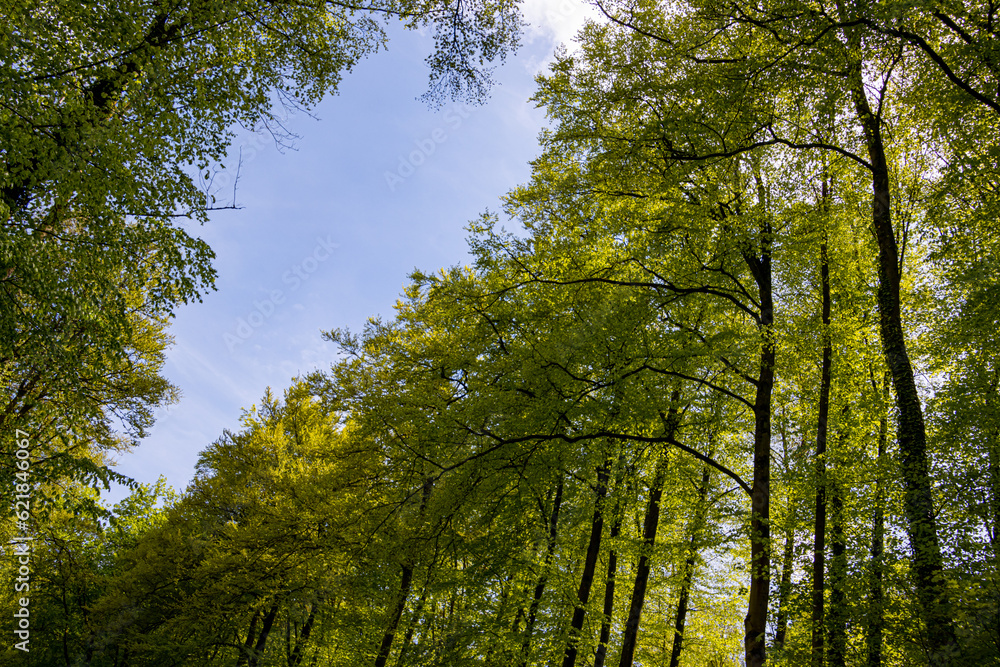 Fototapeta premium Bright green leaves in a forest