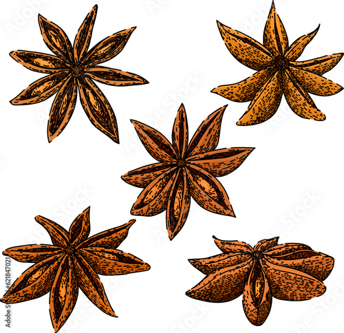 anise star set hand drawn. dry food, spice ingredient, chinese condiment anise star vector sketch. isolated color illustration