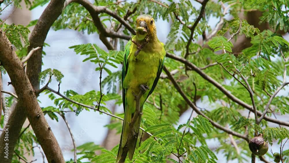4k static shot of beautiful Brown Throated Parakeet perched on a tree, feeding - close up 4k static shot of beautiful Brown Throated Parakeet perched on a tree, feeding - close up