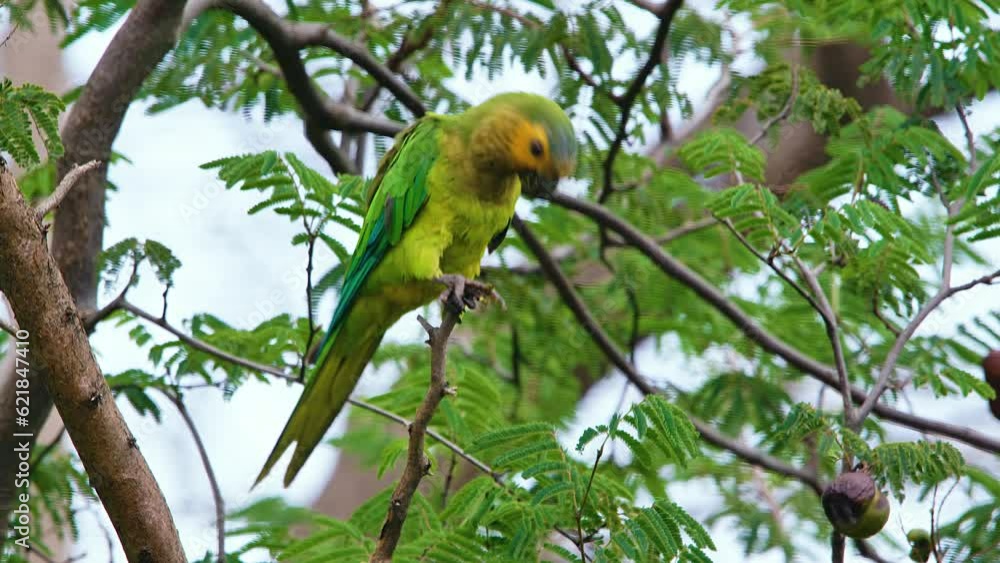 4k telephoto of beautiful Brown Throated Parakeet perched on a tree, eyeballing camera, feeding and flying away 4k telephoto of beautiful Brown Throated Parakeet perched on a tree, eyeballing camera, feeding and flying away