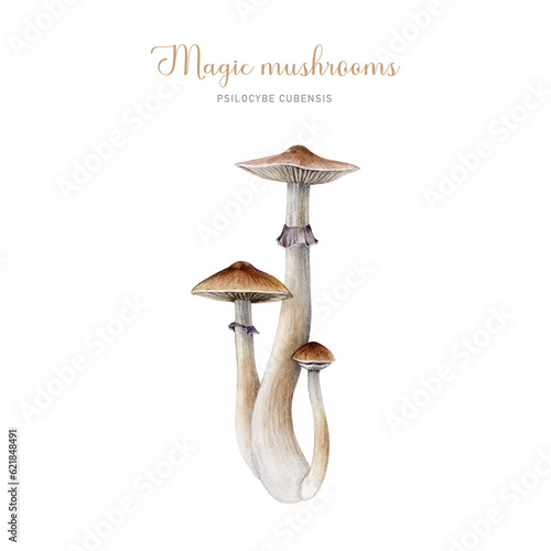 Psilocybe cubensis mushroom group. Watercolor illustration. Hand painted magic mushroom bunch isolated on white background photo