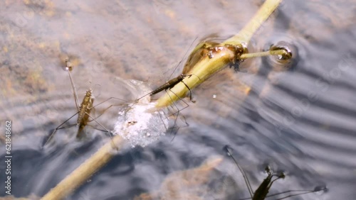 Common pond skater (Gerridae), insects photo